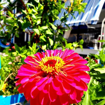 מלון Zante Dahlia