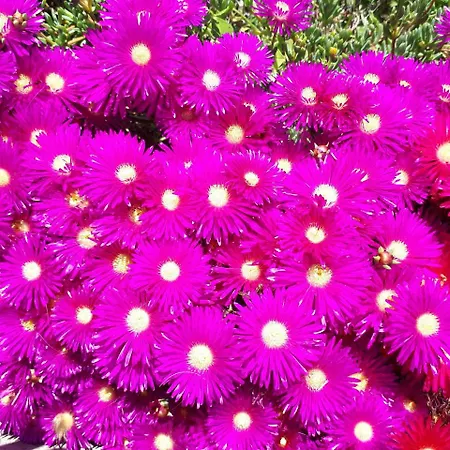 Zante Dahlia מלון 3*