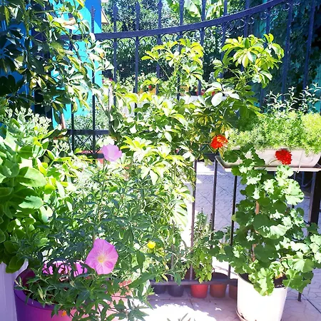 Zante Dahlia 3* לגאנאס