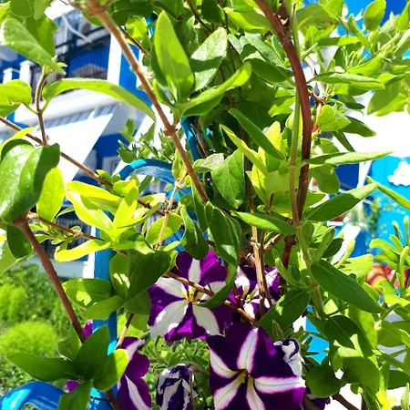 Zante Dahlia 3*