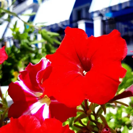 Zante Dahlia מלון