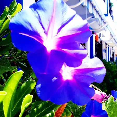 Hotel Zante Dahlia