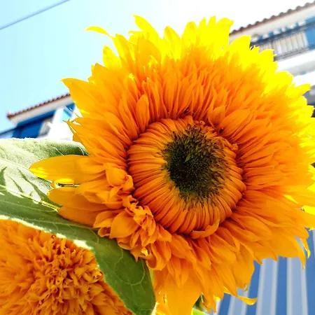 Zante Dahlia לגאנאס